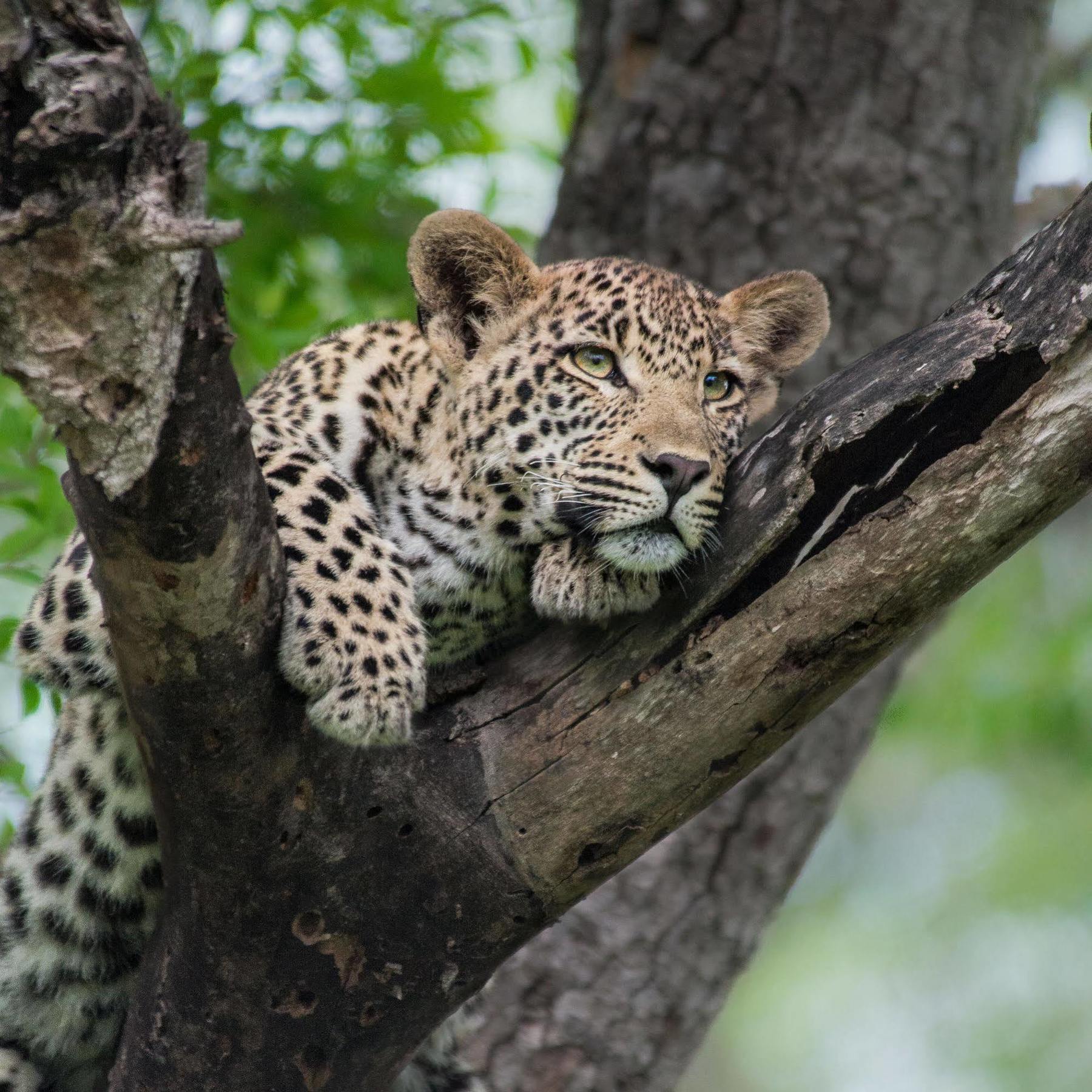 Lion Sands - Tinga Lodge Skukuza Esterno foto