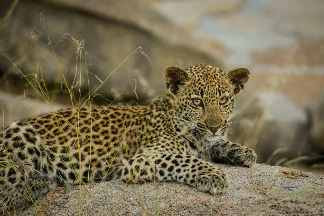 Lion Sands - Tinga Lodge Skukuza Esterno foto